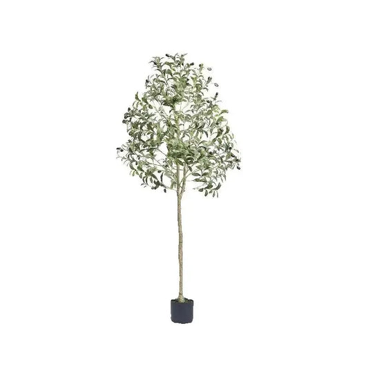 Authentic Olive Tree Home Decor